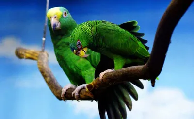 Самые большие попугаи в мире: фото и описание 🦜