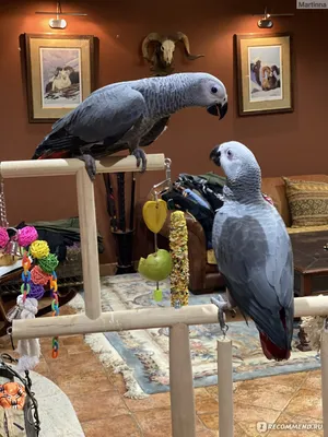 Попугай ара, фото - Мир птиц