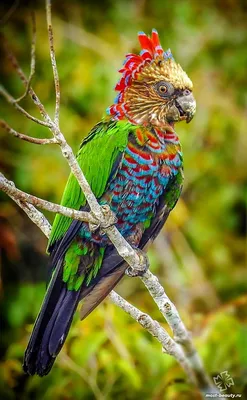Самые красивые попугаи в мире ( + много ФОТО )