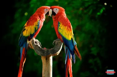 Самый большой и красивый попугай ара: 1 500 $ - Птицы Днепр на Olx