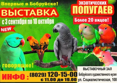 Ара- самый большой и красивый попугай: 1 500 $ - Птицы Бердичев на Olx