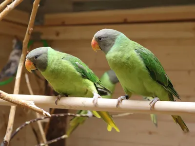 Самый большой и красивый попугай ара: 1 500 $ - Птицы Днепр на Olx