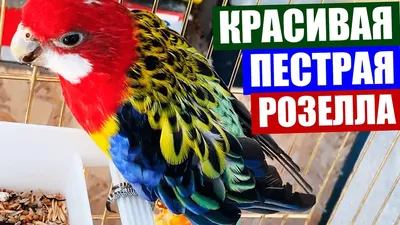 Красивые попугаи - самые прекрасные попугайчики в мире