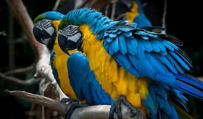 Самый красивый попугай - австралийская пестрая розелла - YouTube