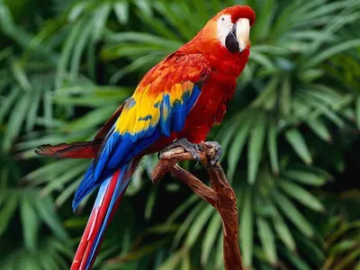 Самые красивые попугаи в мире: фото и названия, ареал обитания — Новости  Оптом