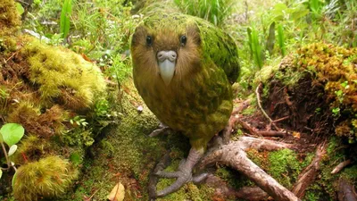 10 самых красивых попугаев в мире - Удивительный Мир Животных