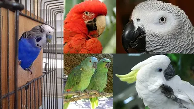 Главная - Papagoide Paradiis