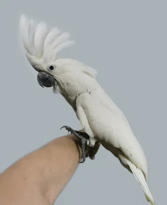 Корелла-нимфа, или нимфовый попугай / Nymphicus hollandicus - «Самый лучший  попугай в мире!!!!Говорит он у меня» | отзывы