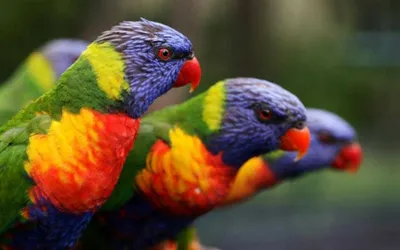 Крупным планом синий и желтый попугай ара красивый попугай-птица  тропические перья и оперение | Премиум Фото