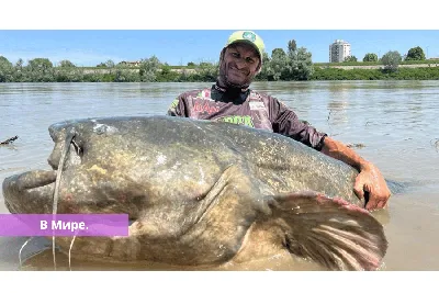 Рыбаки оценят: пойман самый большой в мире сом. ФОТО. - Nashrezekne