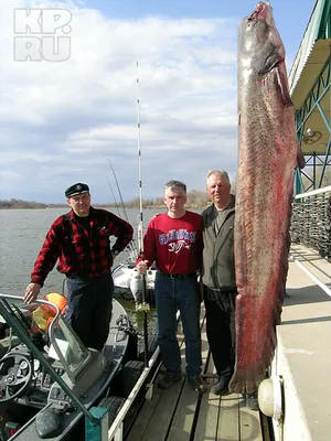 Почти трехметровый сом стал добычей удачливого итальянского рыбака |  FishingBY.com – Telegraph