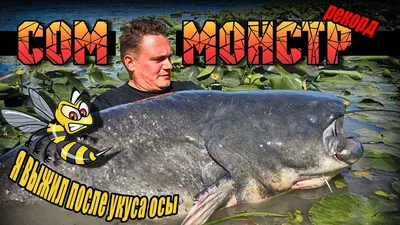 Пойман крупный сом весом четыре килограмма отчёт в фото - «LANDFISH»