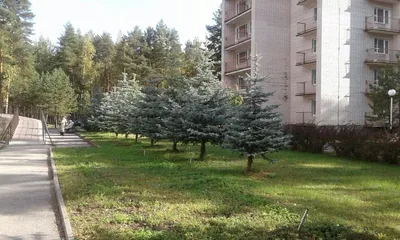 Русский лес\" :: Kvels, г. Омск