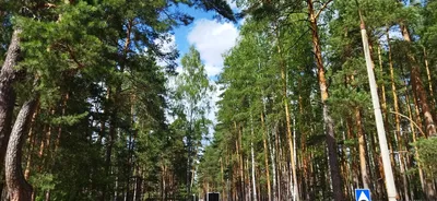 Санаторий Русский лес Владимирской области - цены на 2023 год