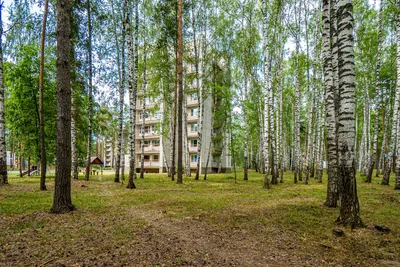 Санаторий «Русский лес» 2024 | ВКонтакте
