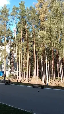 Русский лес санаторий, Россия, Владимирская область — отзывы туристов,  туры, фото, видео, забронировать онлайн