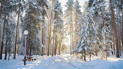 https://russian-forest.org/