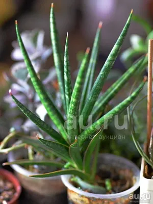 Сансевьера францисса Sansevieria francisii — купить в Красноярске.  Горшечные растения и комнатные цветы на интернет-аукционе Au.ru