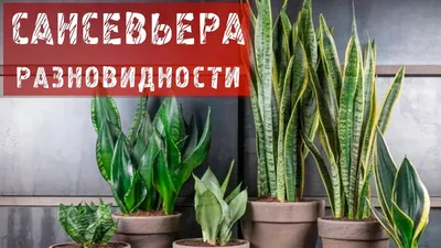 САНСЕВЬЕРА! РАЗНОВИДНОСТИ И УХОД! - YouTube