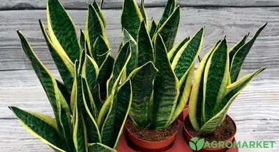 Растение комнатное Sansevieria variegata Сансевьера 40 х 13 см - купить с  доставкой на дом в СберМаркет