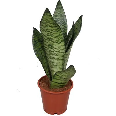 Растение комнатное Sansevieria variegata Сансевьера 40 х 13 см - купить в  Москве, цены на Мегамаркет