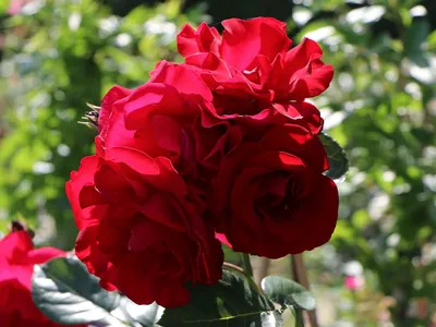 Роза плетистая Сантана | Продажа саженцев цены питомника Крымский Дачник