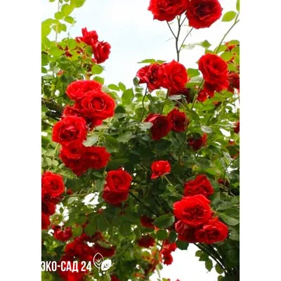 Роза плетистая Сантана – купить за 299 ₽ | Семена с Сибири