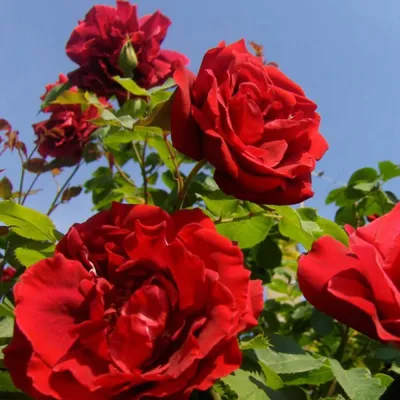 Роза плетистая Сантана – купить в питомнике Дирижер Сада