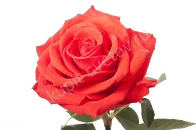 Роза Сантана (Однолетний, ЗКС) - купить Розы плетистые в Киеве и Украине,  выгодная цена Роза Сантана в интернет-магазине Agrostore ТМ (Агростор)