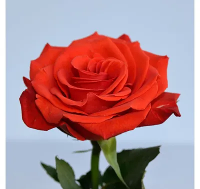 Роза чайно-гибридная Сантана h37 см в Ижевске – купить по низкой цене в  интернет-магазине Леруа Мерлен