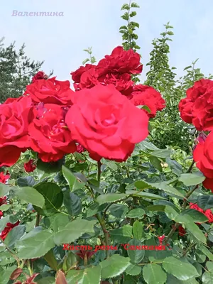 Роза плетистая Сантана купить по цене цена по запросу от питомника саженцев  и растений Центросад | Фото и консультация по уходу