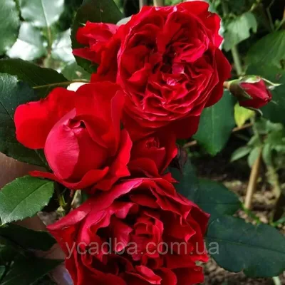Сантана роза фото фото