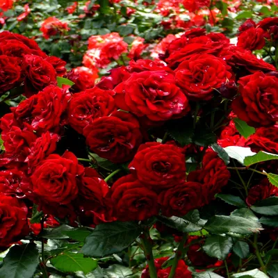 102 РОЗЫ в саду🌹. Сантана. Плетистая роза, переведенная в шраб. Сердце  сада. | Цветочница Анюта 🌹 | Дзен