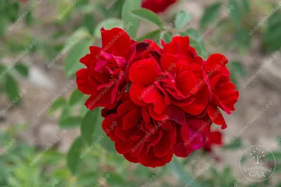 Роза «Сантана». | Валентина | Дзен