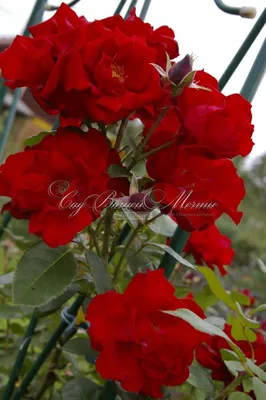 Роза Santana (Сантана) – купить саженцы роз в питомнике в Москве