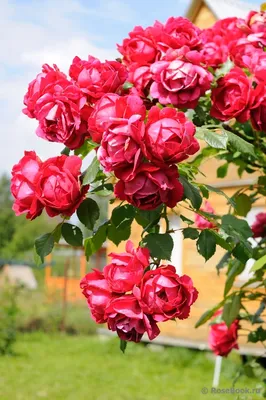 Роза Сантана Santana - купить саженцы роз с доставкой по Украине в магазине  Добродар