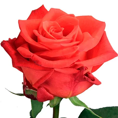 Роза Сантана Santana - купить саженцы роз с доставкой по Украине в магазине  Добродар