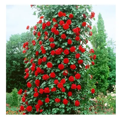 Троянда плетиста - Сантана | ЛітинСад | СЕЗОН - ОСІНЬ 2023