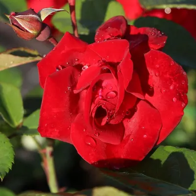 Сантана | Саженцы роз от Бандурина