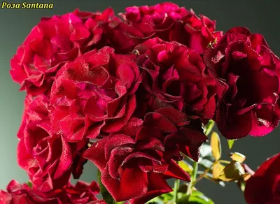 Роза Сантана 50 см купить в Барнауле - Просто цветы