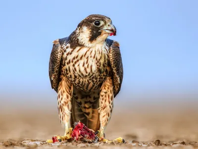 Сапсан – Falco peregrinus (Tunstall, 1771) « Красная книга Томской области  | ОГБУ \"Облкомприрода\"