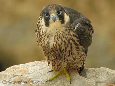 Возвращение сокола сапсана (Falco peregrinus) в лесную и лесостепную зону  Европейской России