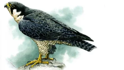 Сапсан (лат. Falco peregrinus)