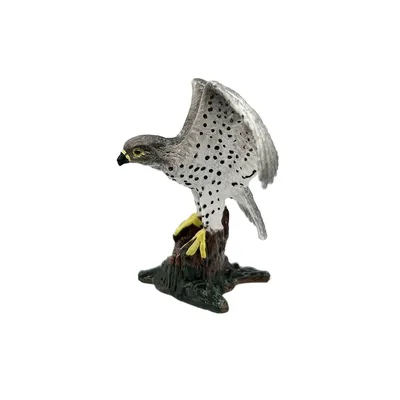 Птица Сапсан (Falco peregrinus): описание, виды, размножение, фото