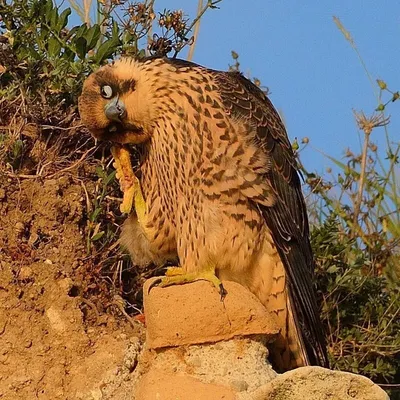 Сапсан, Peregrinus Falco, хищная птица сидя на камне с зеленой предпосылкой  леса, средой обитания природы, Францией Стоковое Фото - изображение  насчитывающей чужеземец, на: 67956976