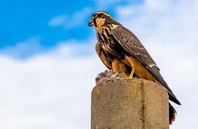 Сокол-сапсан — Falco peregrinus / Статьи / Птицы Европы