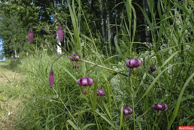 Саранки - лесные лилии якутской тайги | Цветущий сад | Дзен