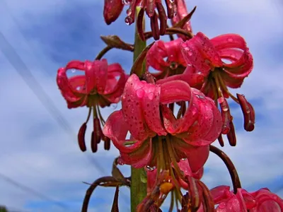 Lilium martagon (Martagon or Turk's cap lily) — Лилия кудр… | Flickr