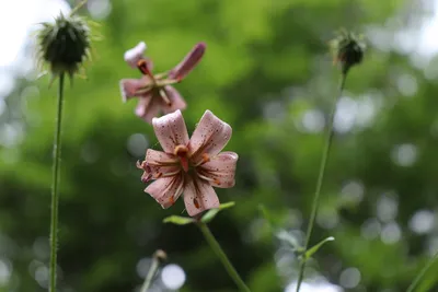 Царские кудри цветок - 83 фото