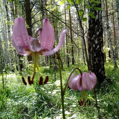Саранки - лесные лилии якутской тайги | Цветущий сад | Дзен